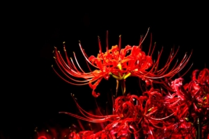 red flower, Halloween