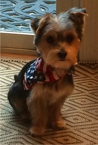 Patriotic Pet Photo Contest