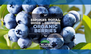 The Espoma Total Guide to Growing Organic Berries