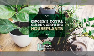 Total Guide to Growing Houseplants with Organic Fertilizer