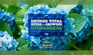 The Espoma Total Guide to Growing Hydrangeas.
