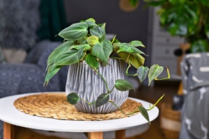 Tropical, philodendron Hederaceum Micans' Houseplant With Heart Shaped Leaves