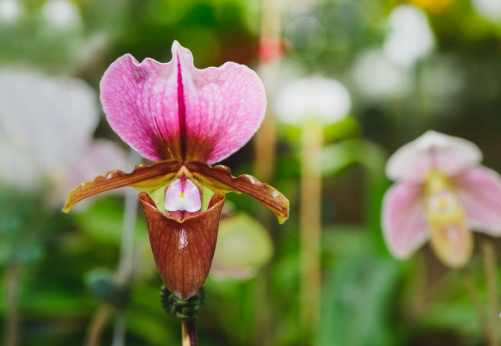 Pink Slipper Orchid