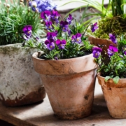 purple pansies, potted, espoma organic