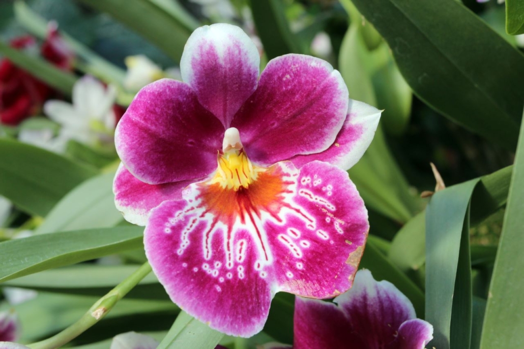 Close Up Of A Pink And White Pansied Face Miltoniopsis