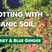 Rosemary plant in a pot